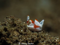 baby frog fish! by Weng Racho 